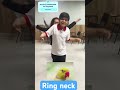 Ring Neck um lindo psitacídeo comercializado no Brasil #ringneck #psitacídeos @ACasaDosBichos 🦜🦜