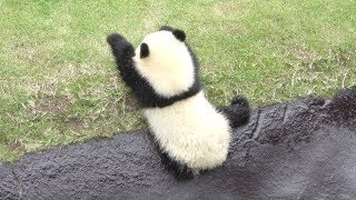 伝説の遊び♪ モートに落ちる遊びが楽しい♪ 飼育員さんが引っ張ってくれたのに、落ちて遊ぶ♪ Giant Panda Baby Saihin, again and again!!