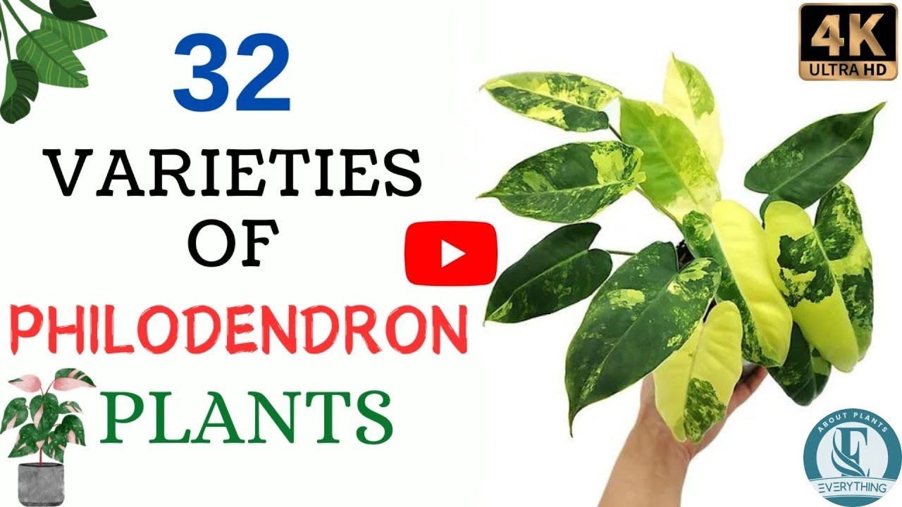 32 Philodendron Varieties With Names | Rare Philodendron varieties | Everything About Plants.