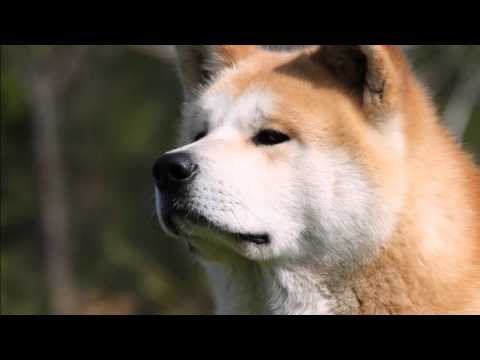 Akita Inu - The last samurai - The legend