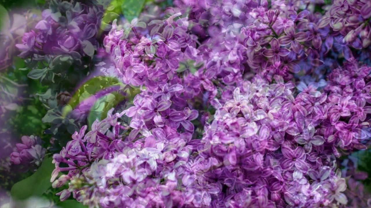 Edgars Zveja - Ceriņi zied (1962)