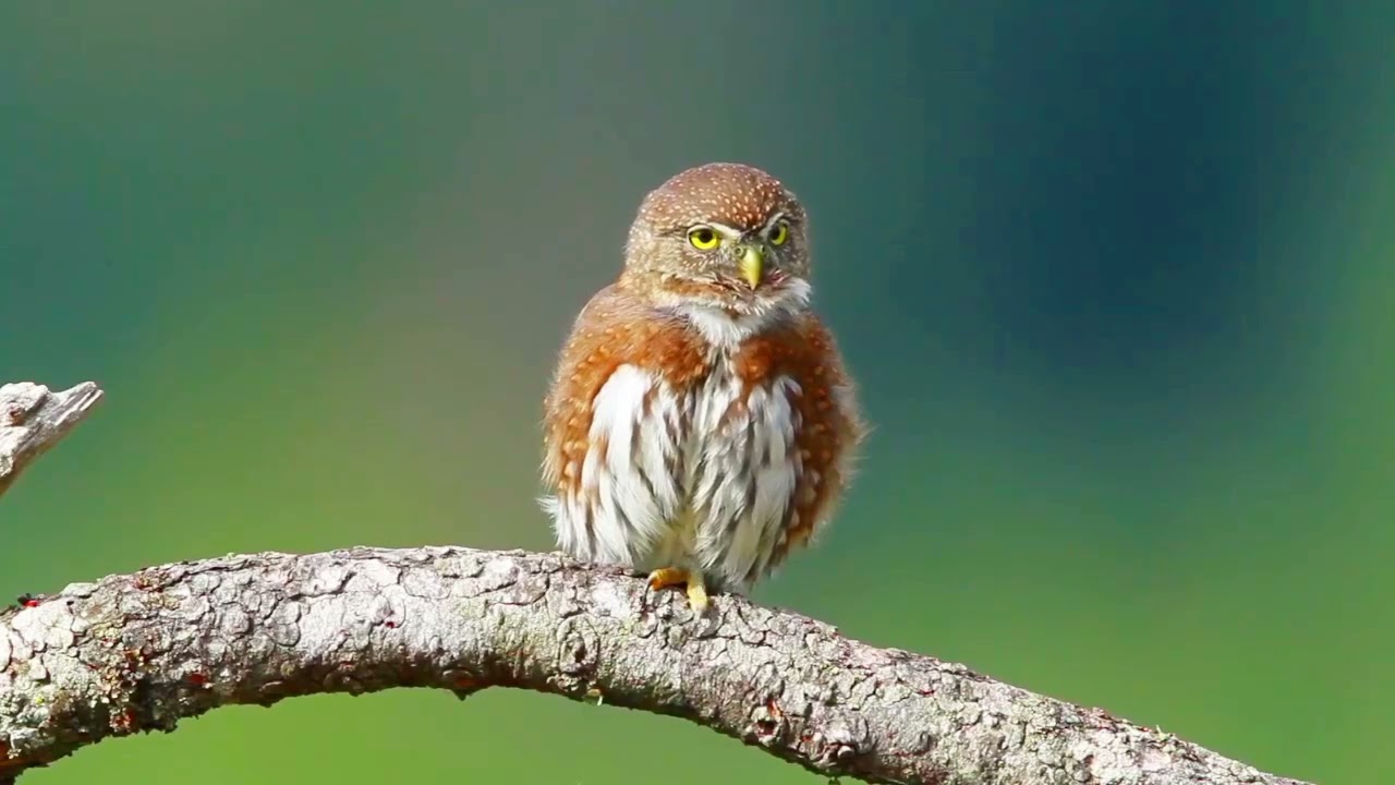 Echoes in the Forest: The Mysterious Call of the Northern Pygmy Owl