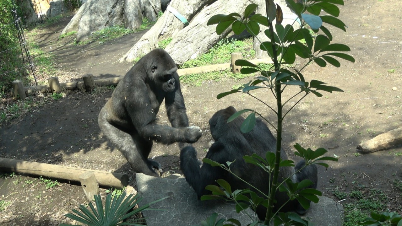 座っているモモコに突然襲い掛かるリキ🙄 【上野動物園】 ゴリラ 2026