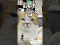 「猫が飼い主に対して 思ってそうな事4選」猫あるある|フルはApple Musicほか音楽アプリへ