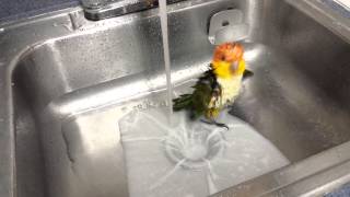 Our White Bellied Caique Dino loving a shower