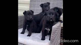 Free German Shepherd puppies for adoption.