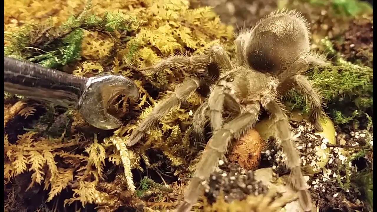 DESPICABLE SPIDER ATTACKS DEFENSELESS WRENCH!