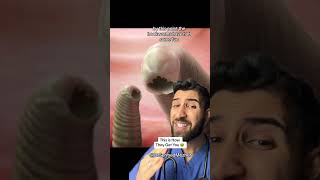 “It Was Just a Walk in the Park” #hookworm