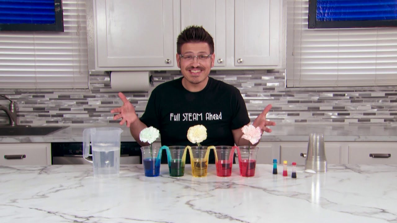 Colored Carnations - Capillary Action | 5 Minute Science