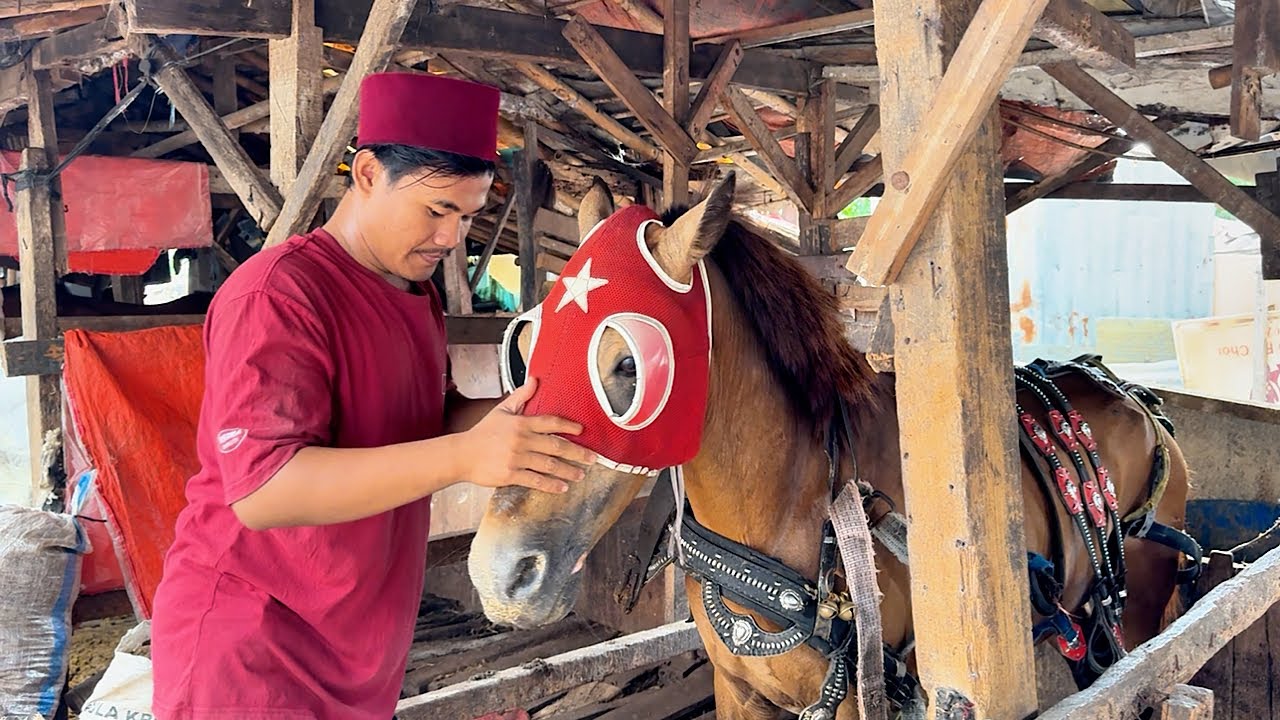 MELIHAT LANGSUNG PERSIAPAN KUDA DELMAN SEBELUM KE PANGKALAN PURI - KUDA DELMAN - NAIK DELMAN 