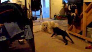 Boxer Puppy vs Great Pyrenees