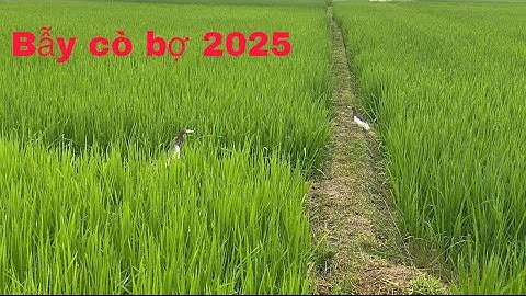 Bẫy cò mã di cư ngược từ nam ra bắc 2025