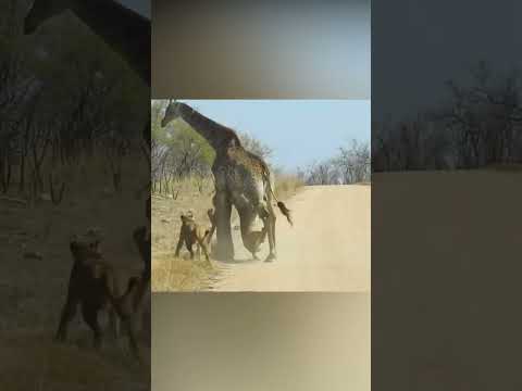 ¡Increíbles ataques de animales!