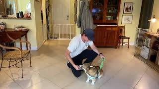 Dog Training- How to train a corgi puppy —starting down command #dogtraining