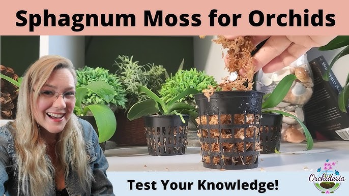 How to Use Sphagnum Moss for Orchids?