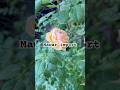 Charles darwin rose #gardening #samarinda #rose #rosarian