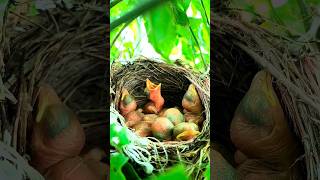 কাজ করতে গিয়ে দেখি সুন্দর একটি পাখির বাসা #minivlog #patishaptapitha #vlog #craft #vairalvideo #art