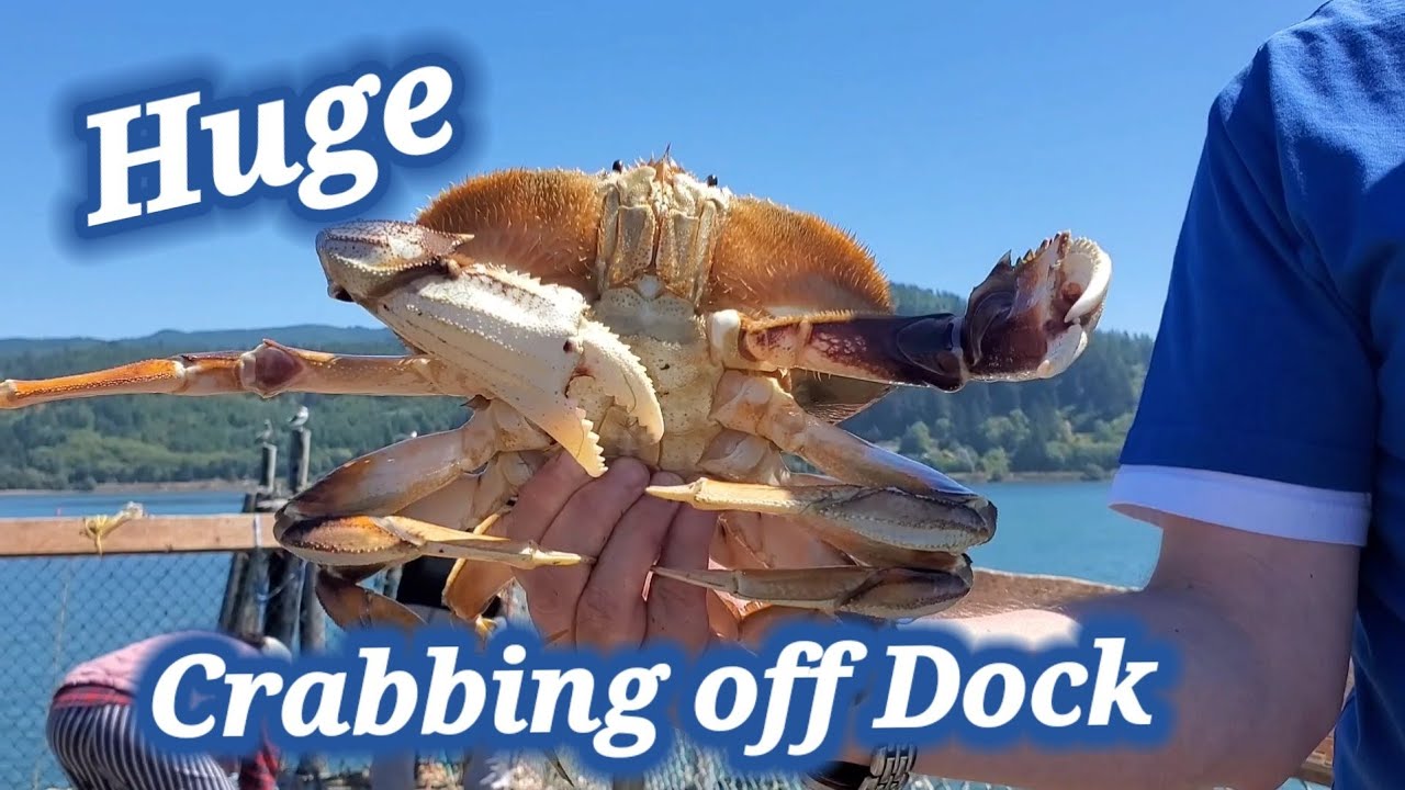 Catching Crabs off Dock- Port of Garibaldi