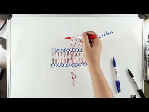 Vídeo: Quais são os principais papéis da bicamada fosfolipídica na membrana celular?