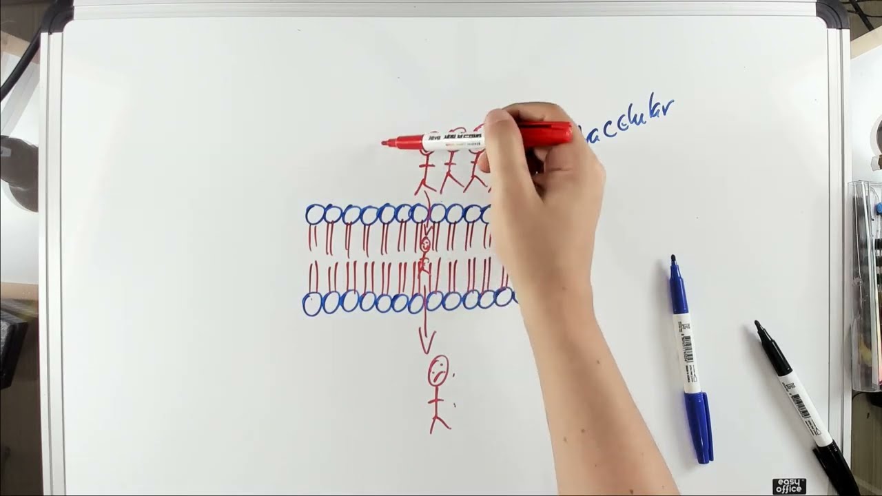 Transportes de Membrana - #02 As moléculas e a bicamada lipídica - Fisiologia Celular