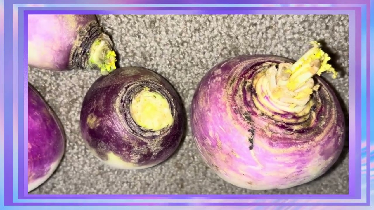 Turnips is Nature’s Hidden Treasure