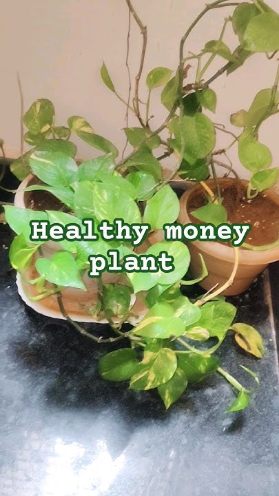 how-to-keep-money-plant-healthy-and-happy-money-plants-healthy