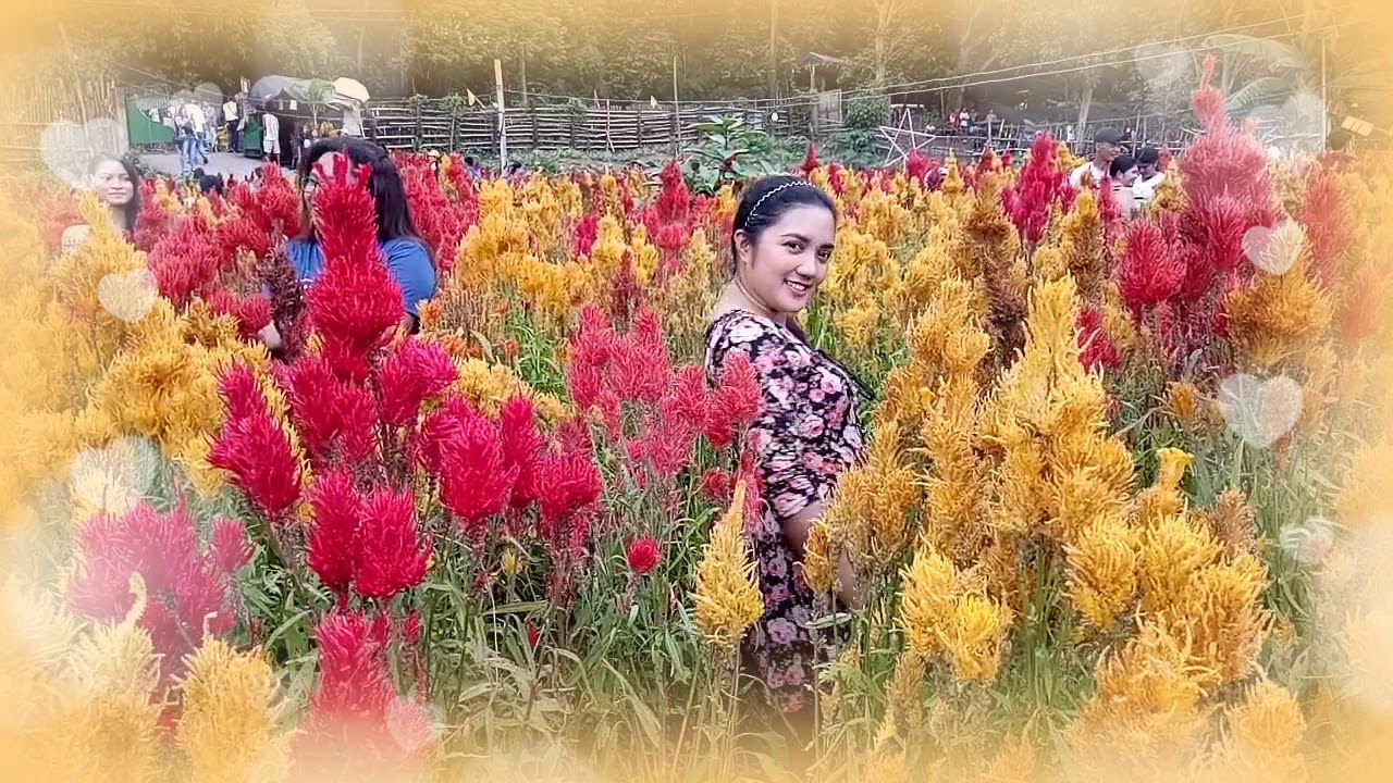 Celossian flower farm BARAS RIZAL YouTube