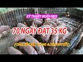 KỸ THUẬT NUÔI HEO 70 NGÀY ĐẠT 35 KG (Tính từ khi đẻ)