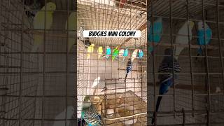 Budgies mini colony || #birds #lovebirds #nest #lovesigns #breedingpair #parrot #cute #talkingparot