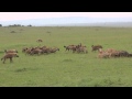 Lions vs Hyenas vs Buffalo