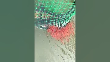 Câu cá lóc bông khổng lồ #cacconvat #docla #fishing