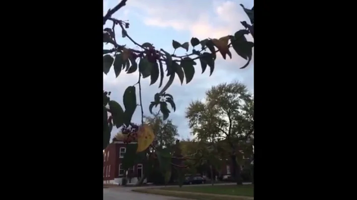 Music Video - The Rest by Sharon Hazel Township