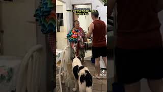 comédia dona Tereza está fora de controle