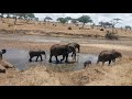 Tarangire national park