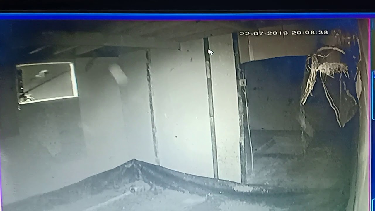 Suara walet top..!!! Mengintip BW saat pulang kandang.