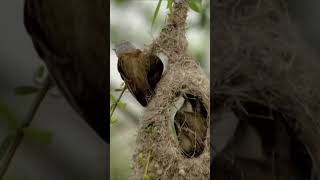 Penduline tit couple works together to build nest