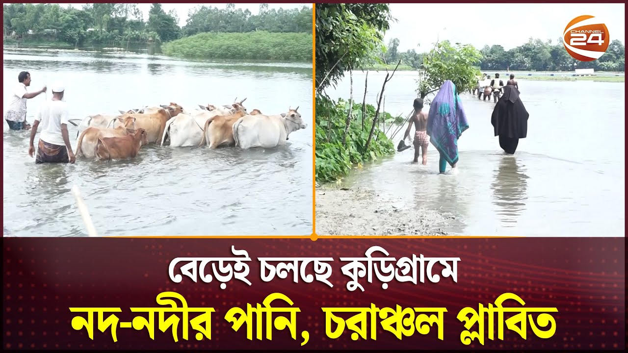 বেড়েই চলছে কুড়িগ্রামে নদ-নদীর পানি, চরাঞ্চল প্লাবিত | Kurigram | Flood Update  | Channel 24