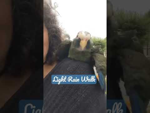 Pionus Parrot 🦜 Walk In The Rain! #parrot_bliss #shorts #parrot