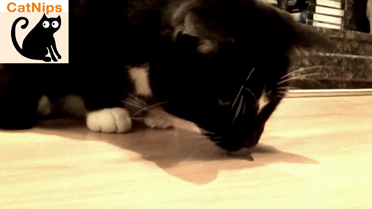 Confused Cat Investigates Unfortunate Woodlouse Catnips YouTube