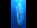 🐋シロナガスクジラ！新幹線はやぶさが目の前から来る感じ！🚄／BLUE WHALE ! #shorts