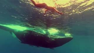 Stellar Wind - Diving Response