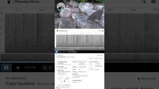 Cape Spurfowl I Making Africa Heard Sound Library  #BYAS
