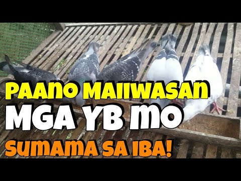 Video: Bakit Tumango Ang Mga Kalapati Kapag Naglalakad, Huwag Umupo Sa Mga Puno At Iba Pang Mga Kakatwa