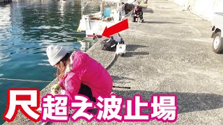 波止場の隙間で尺の魚を狙い釣り(457話目)