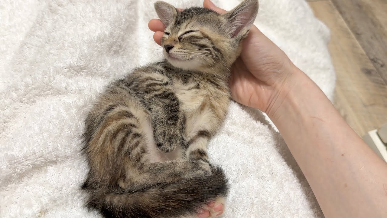 遊び疲れたらお膝で寝落ちする子猫 【ラプ保護物語】Kitten sleeping on your lap after a long day of play.