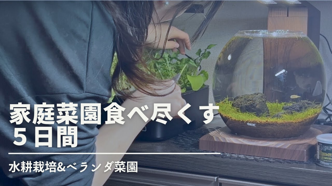 【家庭菜園リセット！】5日間で育てた野菜ぜんぶ食べ切りチャレンジ！｜ベランダ菜園×水耕栽培のごはん日記