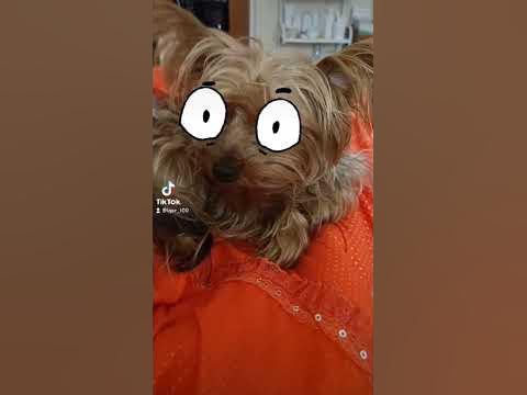 #shorts #собака #собакадругчеловека - YouTube
