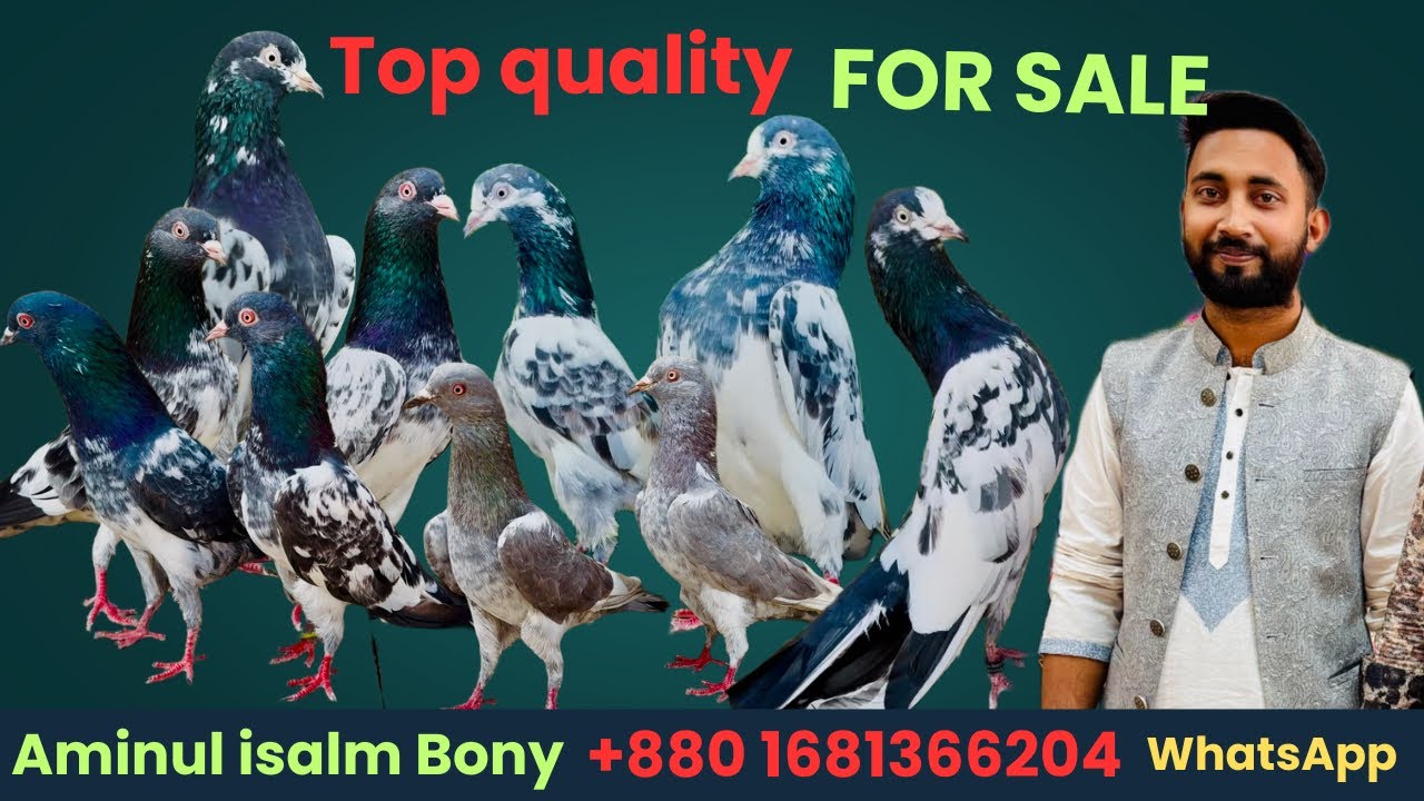 KTM, OMAN and 128 Teddy 