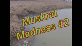 Muskrat Trapping- Muskrat Madness #2