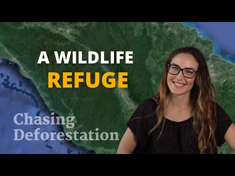 Can we save the Leuser Ecosystem? | Chasing Deforestation